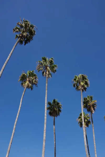 Very Tall California Fan Palms Deep Blue Sky — Stock Photo, Image