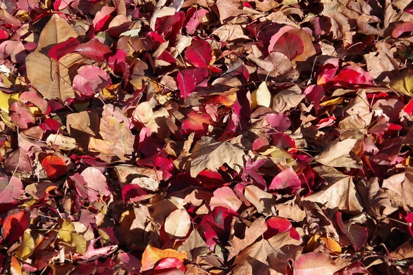 高角度のフルフレームを閉じる地面に落ちたカラフルな紅葉の景色 — ストック写真
