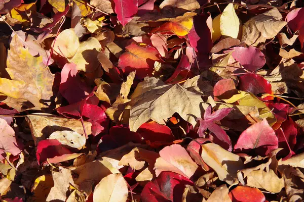 高角度のフルフレームを閉じる地面に落ちたカラフルな紅葉の景色 — ストック写真
