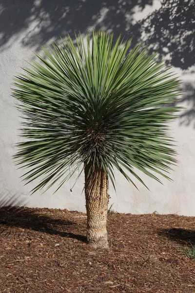 Mały Młody Pojedynczy Yucca Rostrata Drzewa — Zdjęcie stockowe