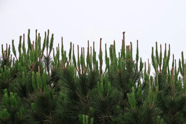 灰色の曇りの空の下で松の木の新鮮な緑の成長 — ストック写真