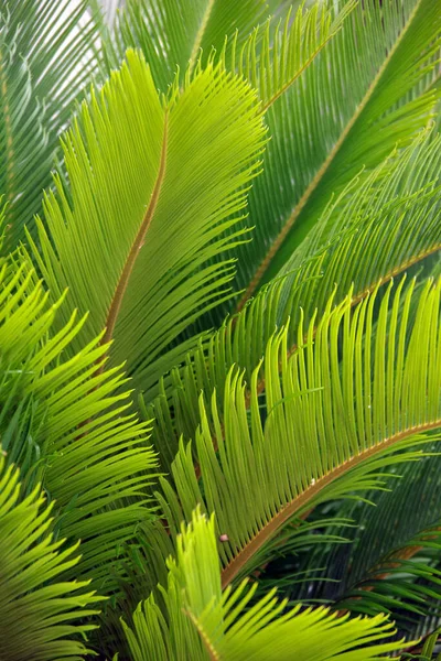 Güneş Işığında Taze Yeşil Palmiye Yapraklarının Tam Kare Görüntüsü — Stok fotoğraf
