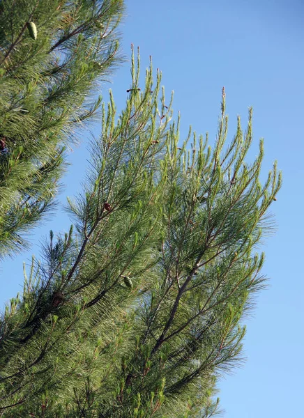 青い空の下で新鮮な緑のコーンと松の木のクローズアップ部分ビュー — ストック写真
