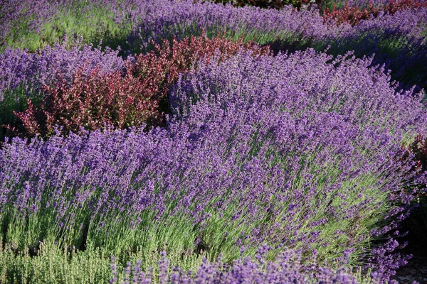 Full Frame Selektiv Fokus Syn Trädgård Blomma Planteringar Stora Vågor — Stockfoto