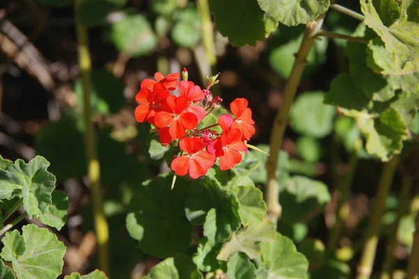 Vahşi Bir Sardunya Çiçeğinin Yakın Görüntüsü — Stok fotoğraf