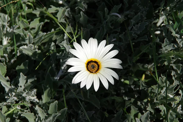 Flor Una Sola Margarita Africana Vista Cerca Desde Arriba —  Fotos de Stock