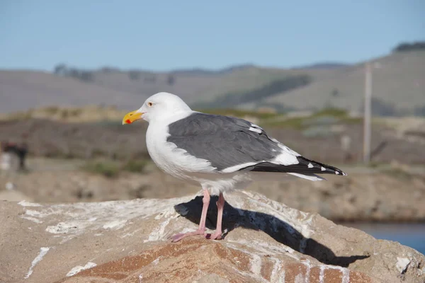 Gros Plan Vue Latérale Une Mouette Sur Rocher — Photo