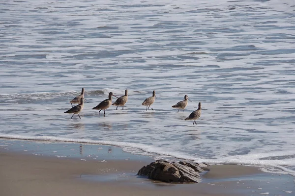 Мраморные Богини Песчаные Птицы Пляже Поисках Пищи Приливном Песке Серфинговой — стоковое фото