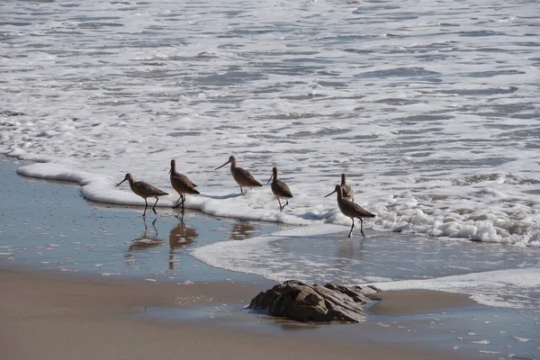 Aves Arenisca Marmolladas Playa Del Océano Buscando Comida Marea Arena —  Fotos de Stock