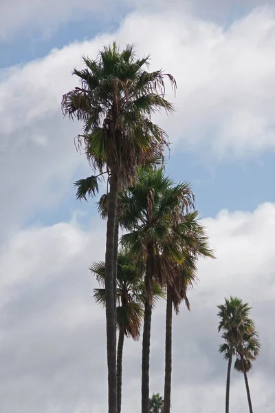 Reihe Großer Kalifornischer Fächerpalmen Vor Einem Strahlenden Himmel Mit Wolken — Stockfoto
