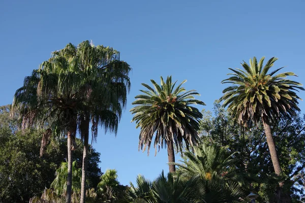 Parlak Mavi Kaliforniya Gökyüzünün Altındaki Palmiye Ağaçlarının Çeşitliliği — Stok fotoğraf