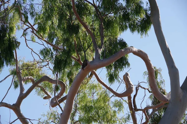 유칼립투스 나무의 꼬불꼬불 구부러진 나뭇가지와 — 스톡 사진