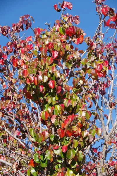 南カリフォルニアの冬の日に明るい青空の下で木の多色の葉の小枝 — ストック写真
