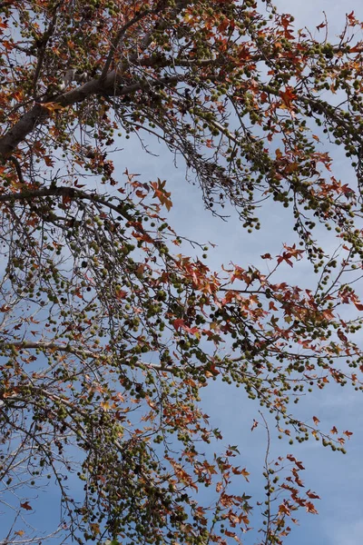 Hojas Ramas Frutos Sweetgum Tree Día Invierno Sur California —  Fotos de Stock