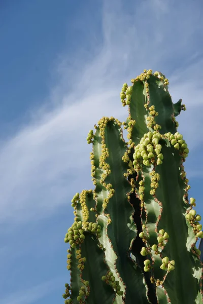 Vista Baja Cactus Alto Con Muchos Frutos Desarrollo Cielo Azul —  Fotos de Stock