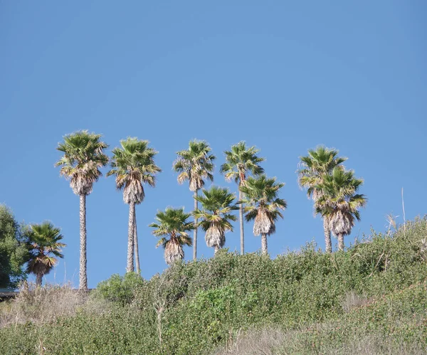 Kaliforniya Taraftar Palmiyeleri Okyanusta Kayalıkların Üzerinde Mavi Gökyüzü Arkasında — Stok fotoğraf