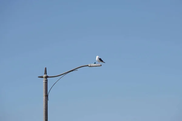 Чайка Сидить Високо Вуличному Світлі Біля Пляжу — стокове фото