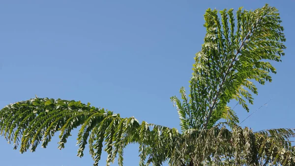 Blick Auf Eine Riesige Fischschwanzpalme Caryota Gigas Unter Blauem Himmel — Stockfoto