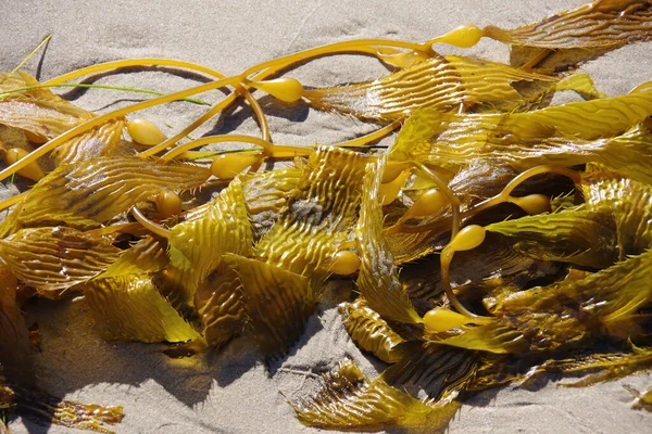 Close View Pile Sea Kelp Beach — Stock Photo, Image