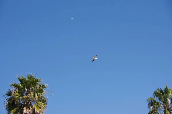 Vista Para Cima Céu Azul Com Uma Gaivota Voando Avião — Fotografia de Stock