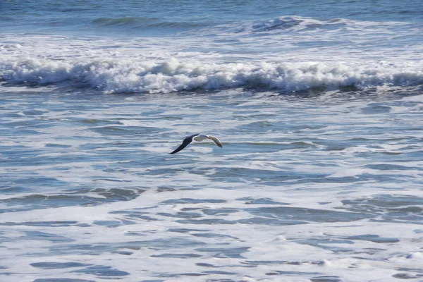 Une Mouette Volant Bas Dessus Eau Océan Près Plage — Photo