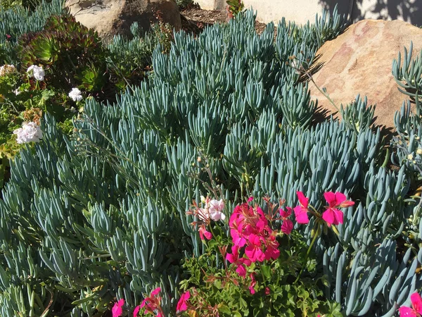 둥근돌 캘리포니아 의정원 — 스톡 사진
