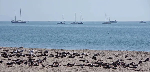 Playa Del Océano Santa Bárbara Con Una Bandada Raros Pájaros —  Fotos de Stock