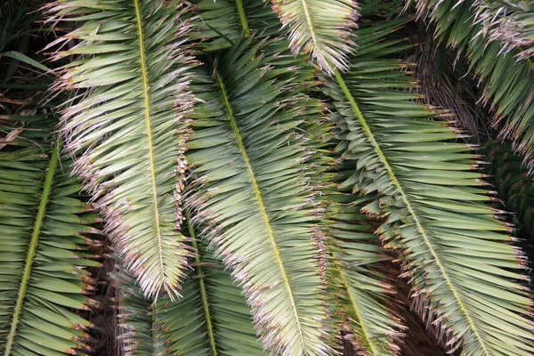 Vista Perto Das Folhas Coroa Uma Palmeira — Fotografia de Stock