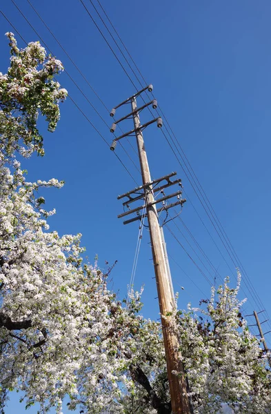 蓝天下的配电塔 电线和盛开的梨树 — 图库照片