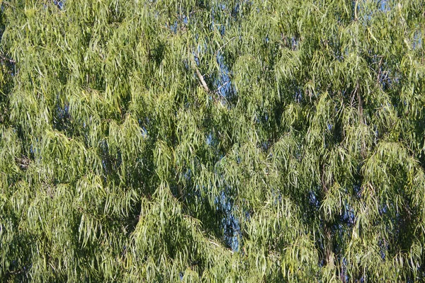 Закрытый Вид Крону Лавра — стоковое фото