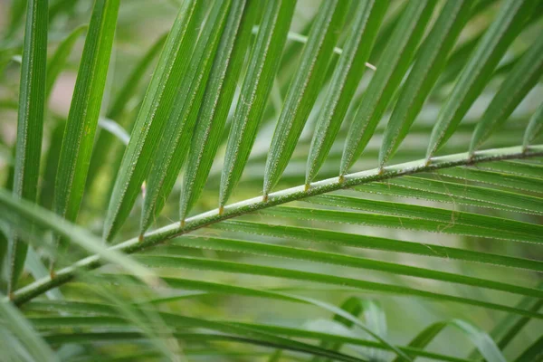 Bir Palmiye Yaprağının Tam Kare Makro Görüntüsü — Stok fotoğraf
