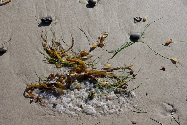 Algenkelp Und Kleine Felsen Auf Nassem Sand Strand — Stockfoto