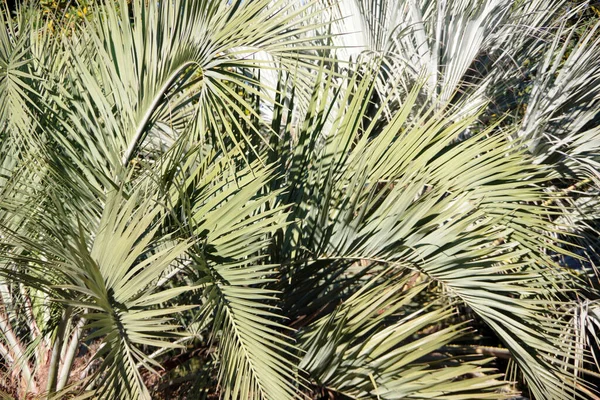 Close Bezpośredni Pełny Widok Ramki Liści Koronach Palm — Zdjęcie stockowe