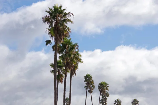 Eine Reihe Großer Kalifornischer Fächerpalmen Vor Einem Strahlenden Himmel Mit — Stockfoto