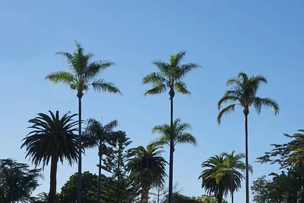 Diğerlerinden Daha Uzun Palmiye Ağacı — Stok fotoğraf