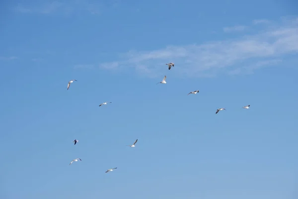 Een Kudde Meeuwenvogels Die Hoog Blauwe Lucht Vliegen — Stockfoto