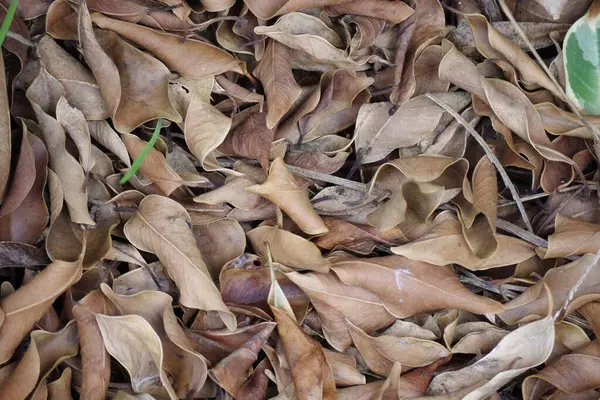 冬季从菲胡斯树上看到的干树叶的全景特写 — 图库照片
