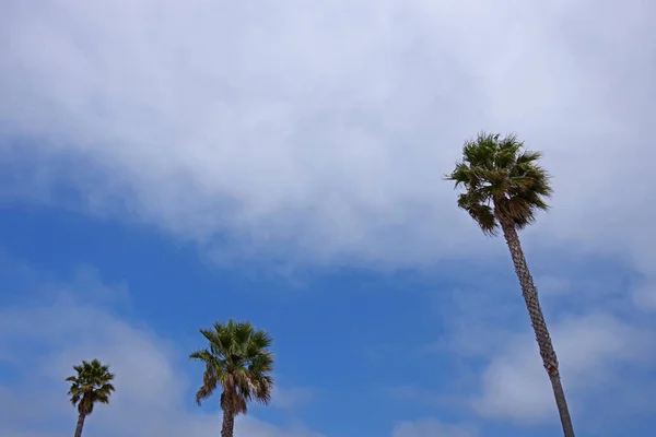 Crowns Three Tall California Palms Seen Upwards Blue Sky Blurred — Stock Photo, Image
