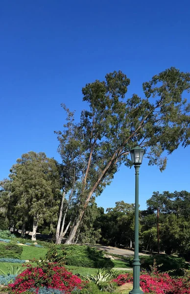 Sokak Lambası Olan Okaliptüs Ağacına Yaslanmış Koyu Mavi Gökyüzü Olan — Stok fotoğraf