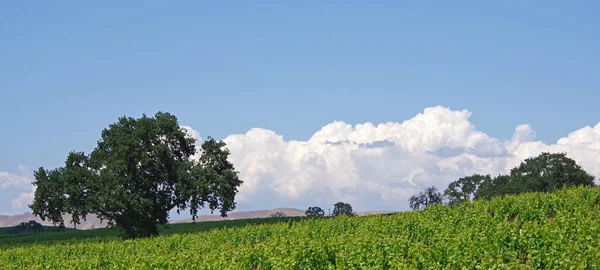 Paisaje Con Cielo Azul Nubes Centro California Cerca Paso Robles — Foto de Stock