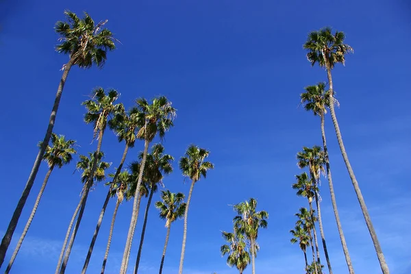 Palmeras Altas Cielo Azul Largo Del Paseo Playa Santa Bárbara — Foto de Stock