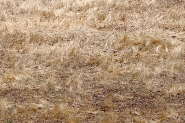 Vue Une Zone Herbe Dorée Sèche Californie Fin Printemps Californien — Photo