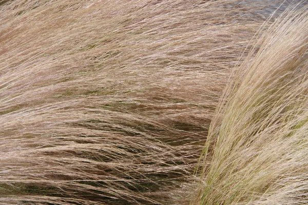 风中长茎金黄干草的近景全景 — 图库照片