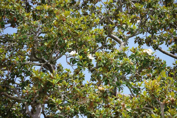 Вид Корону Дерева Южной Улице Магнолии Первый День Лета Калифорнии — стоковое фото