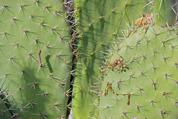 Close View Sharp Spikes Leafy Prickly Pear Cactus — Stock Photo, Image