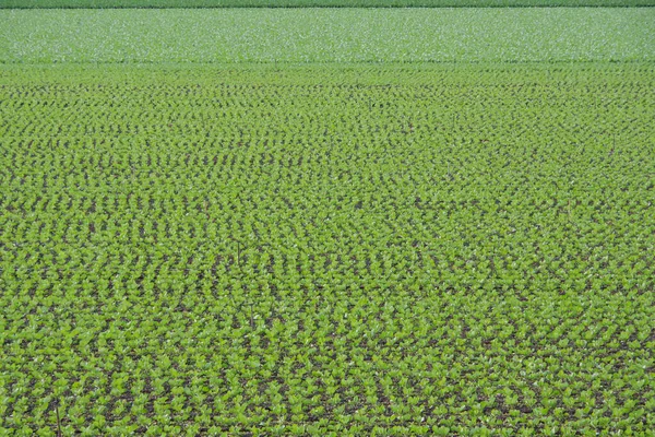 Full Frame View Agricultural Field Winter Salad December Day California — Stock Photo, Image