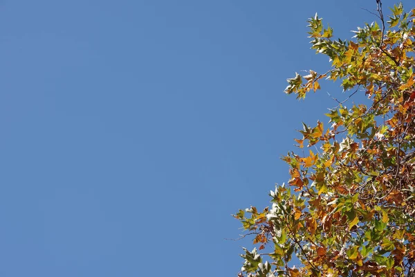 Californië Herfst November Met Kleurrijke Bladeren Aan Een Boom Onder — Stockfoto