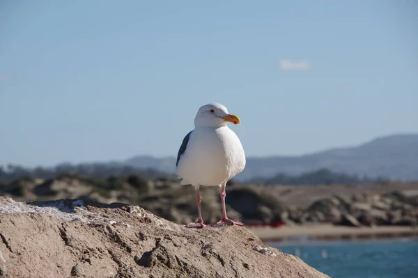 Gros Plan Vue Face Une Mouette Sur Rocher — Photo