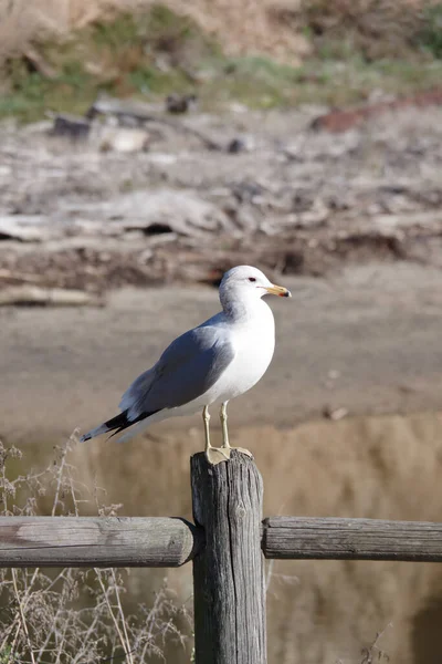 Seagull Sitting Fence Post Creek Ocean — Stock Photo, Image