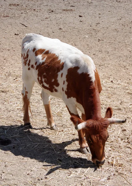 Ein Junger Braun Weißer Ochse Auf Ranch Land — Stockfoto